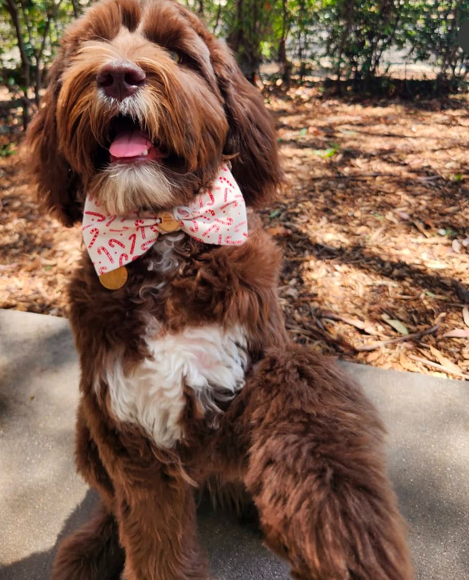 Candy Cane Christmas