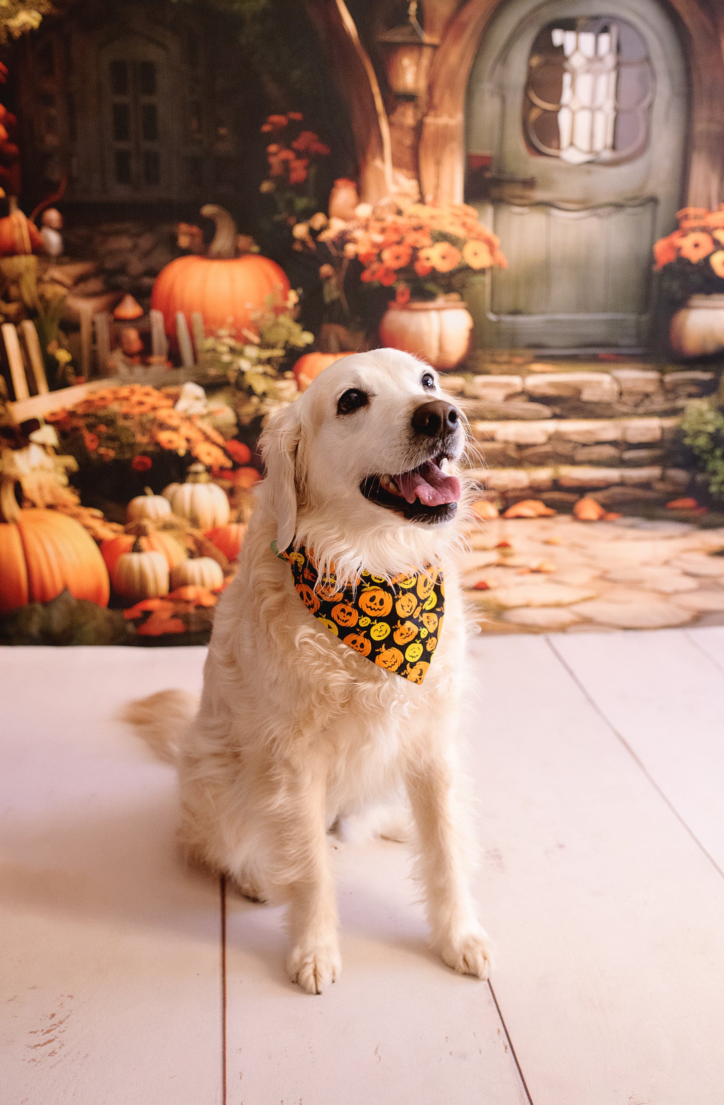 Pumpkin Curse
