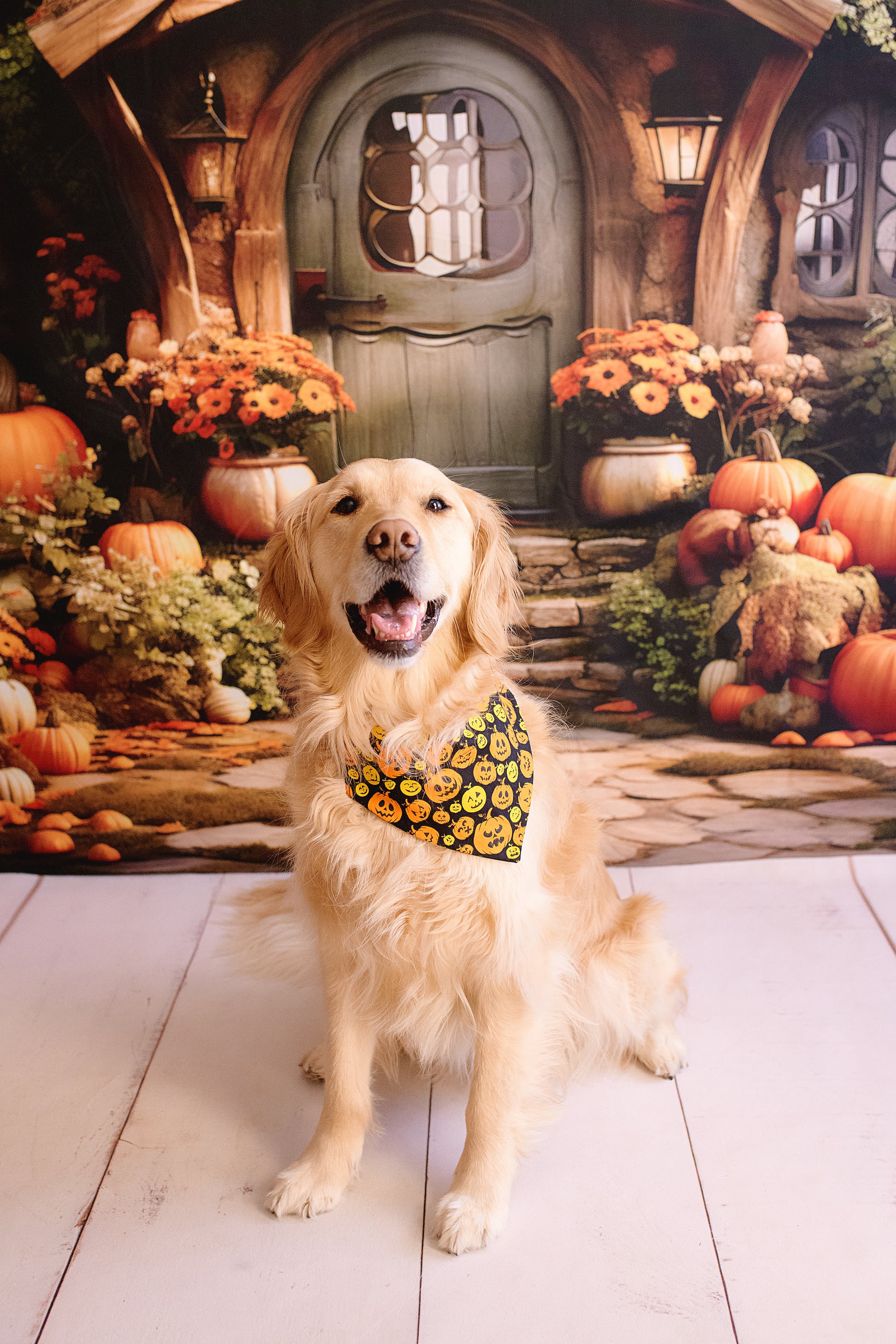 Dog wearing a bandana in front of a hobbit-like house with pumpkins and flowers.