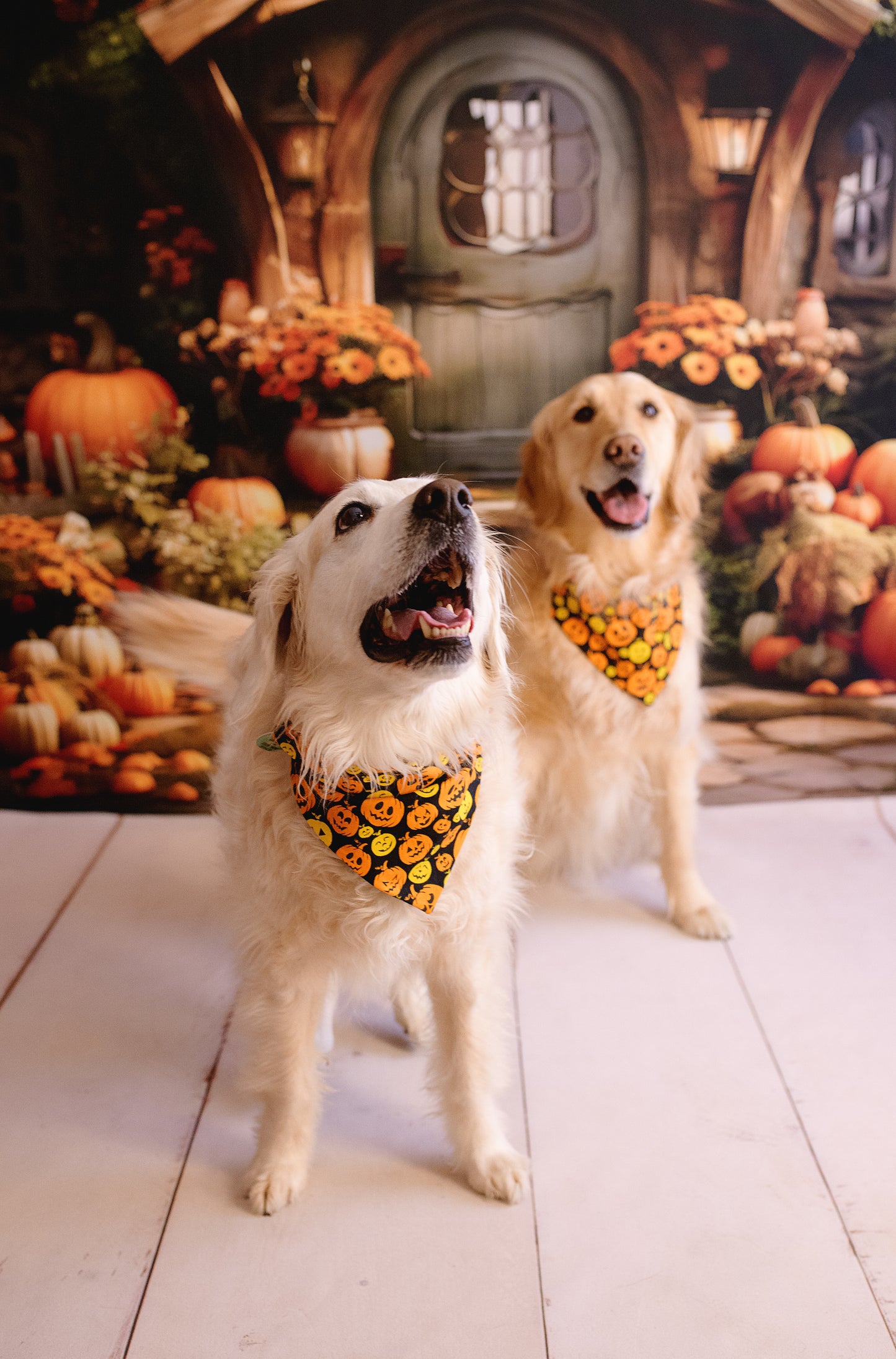 Two dogs wearing Halloween-themed bandanas in front of a decorated house with pumpkins and autumn decorations.