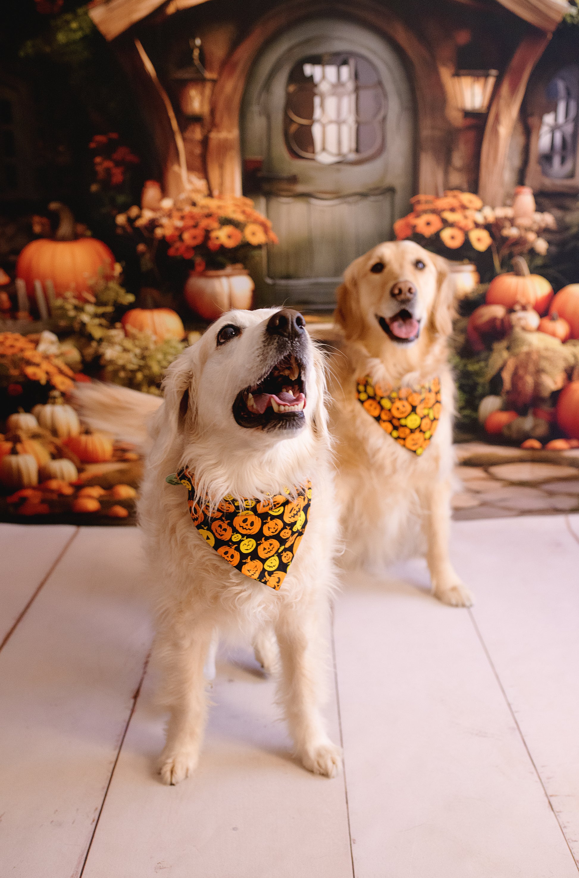 Two dogs wearing Halloween-themed bandanas in front of a decorated house with pumpkins and autumn decorations.