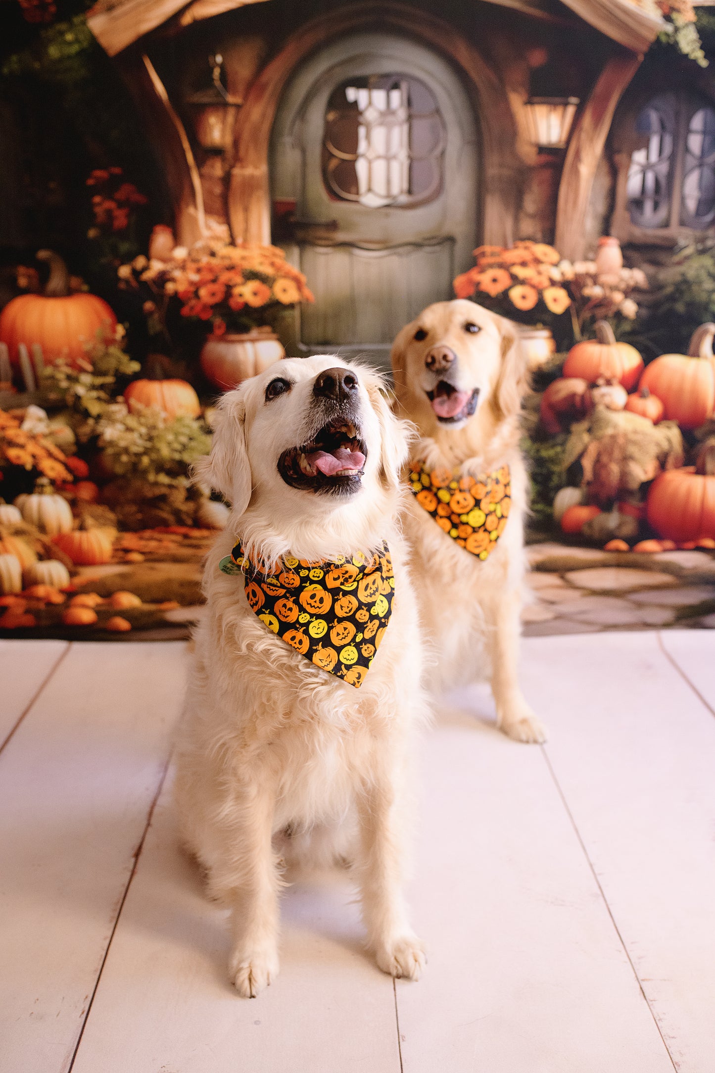 Pumpkin Curse
