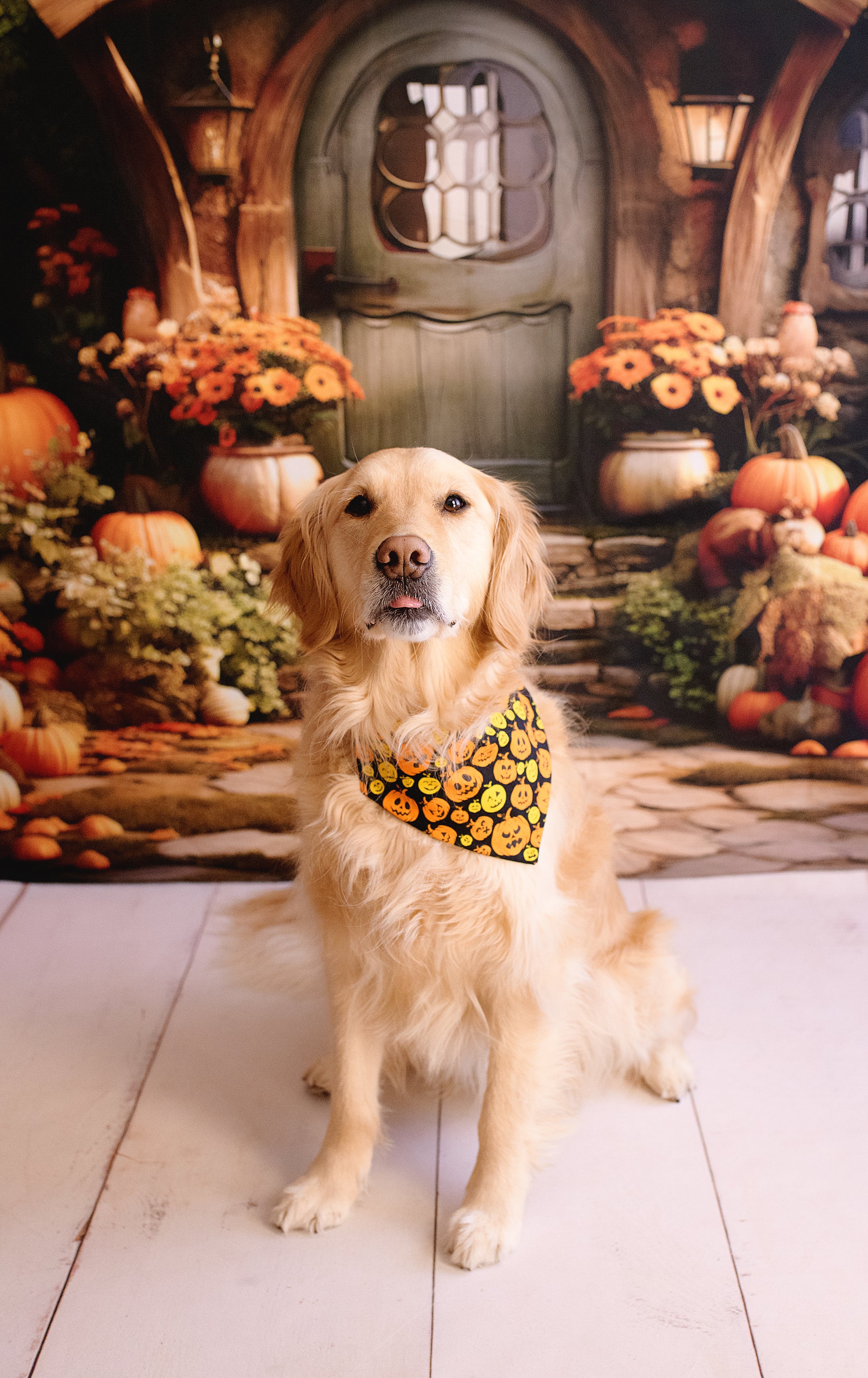 Dog wearing a floral bandana sitting in front of a decorated Halloween scene with pumpkins and flowers.