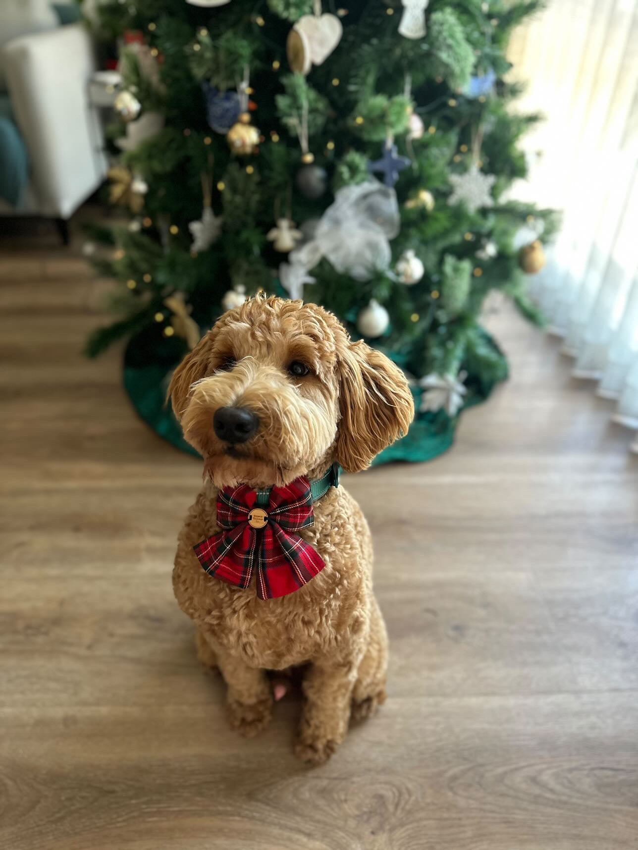 Tino's Tartan