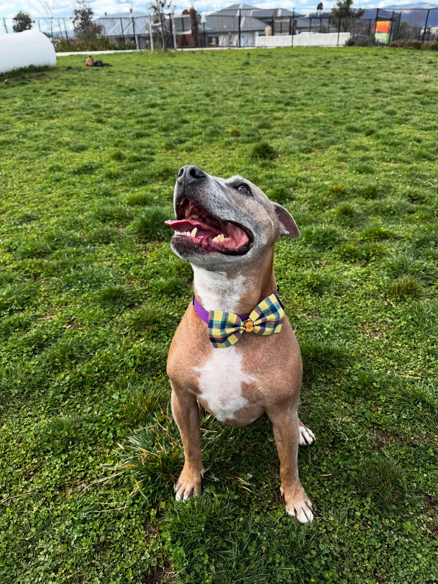 Dog wearing a colorful bow tie sitting on grass