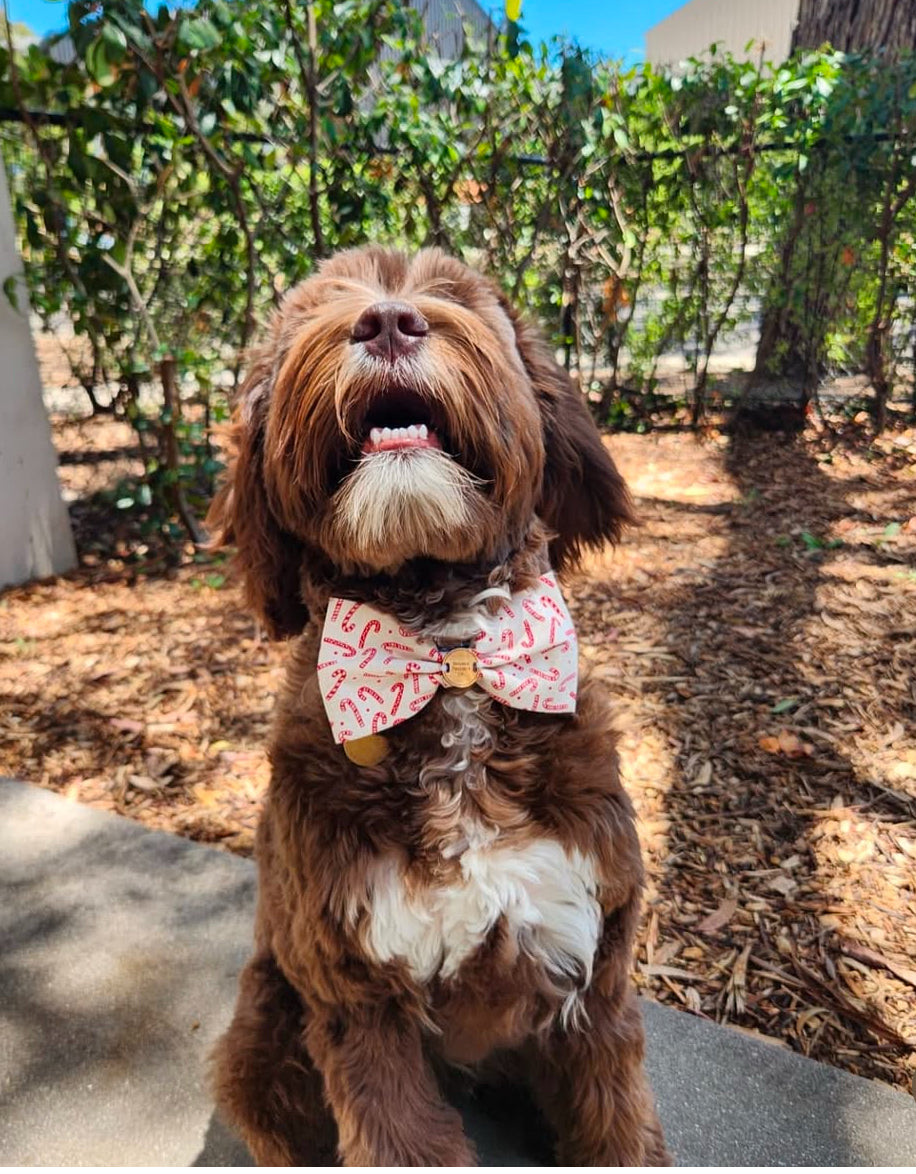 Candy Cane Christmas