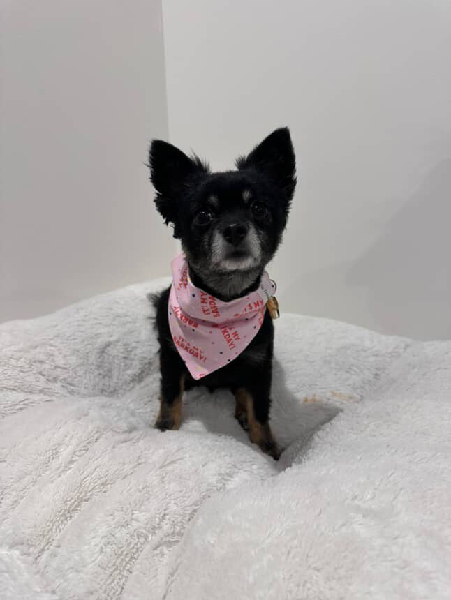 It's My Barkday! (Pink)