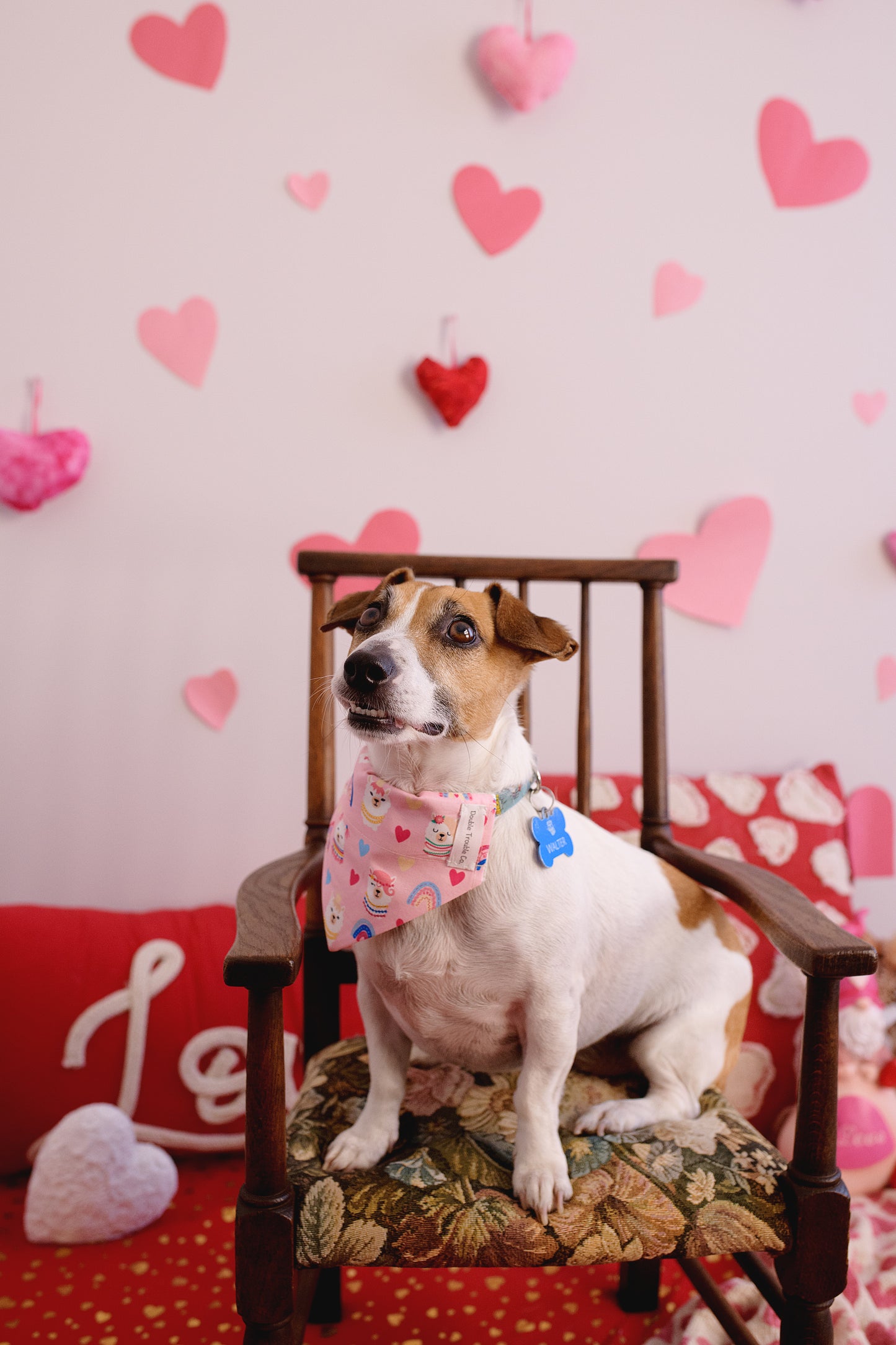 Llama Love dog bandana on a cute fox terrier sitting on an old wooden chair. The bandana has love hearts, rainbows, and cartoon llama faces on it.