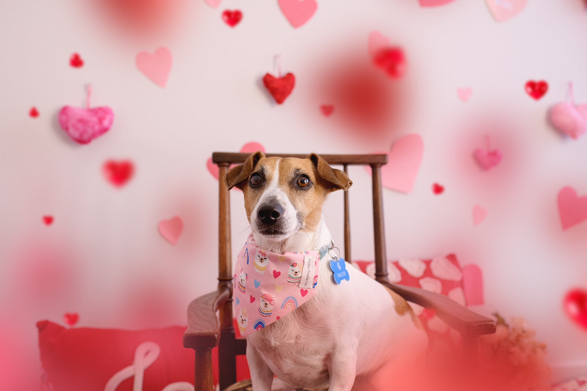 Cute Fox Terrier sitting in an old wooden chair facing the camera wearing the Llama Love dog bandana which has hearts, rainbows and cartoon llama faces on it.