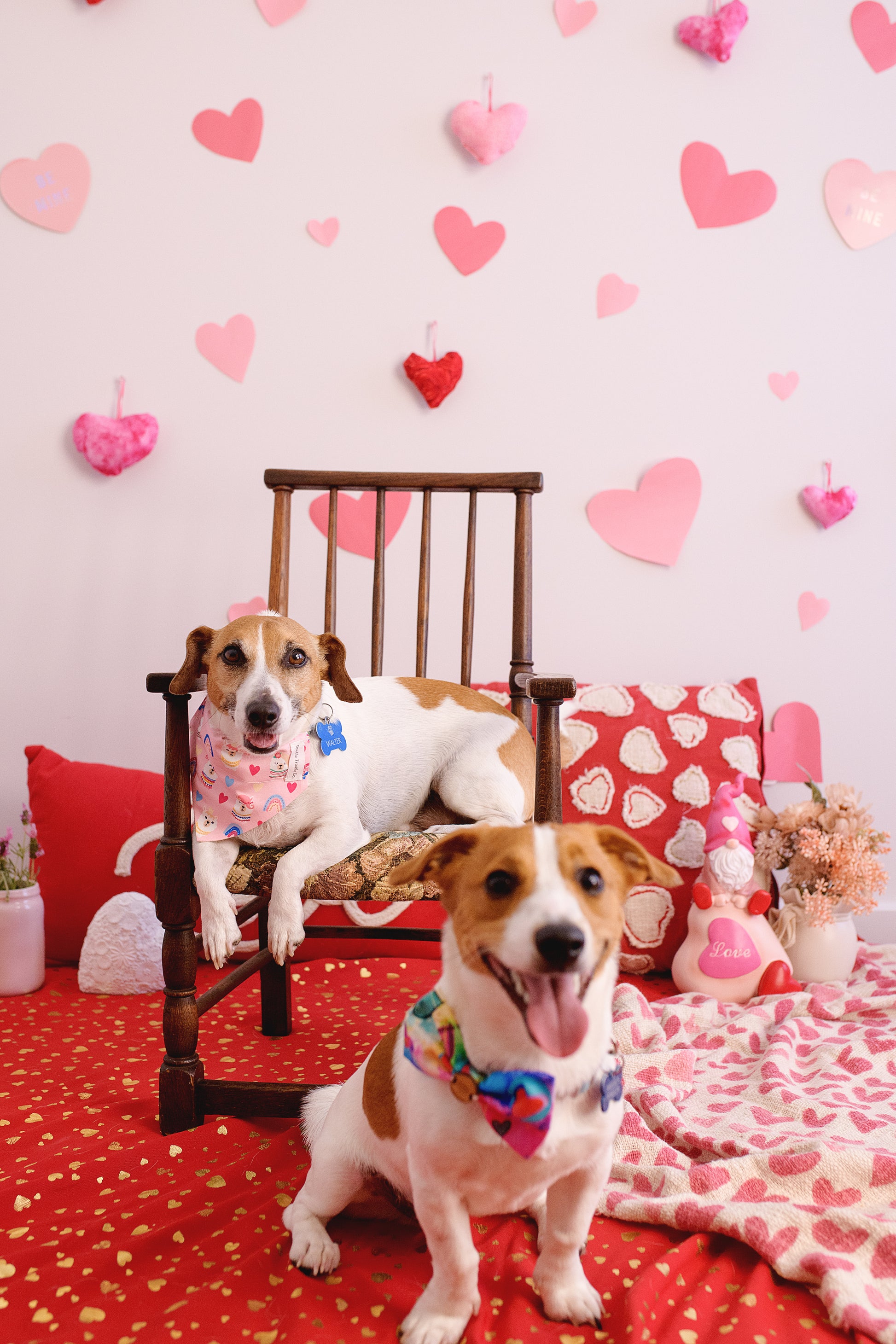 Miss February Dog bandana being worn by cute fox terrier sitting in the foreground in front of another terrier lounging on a chair