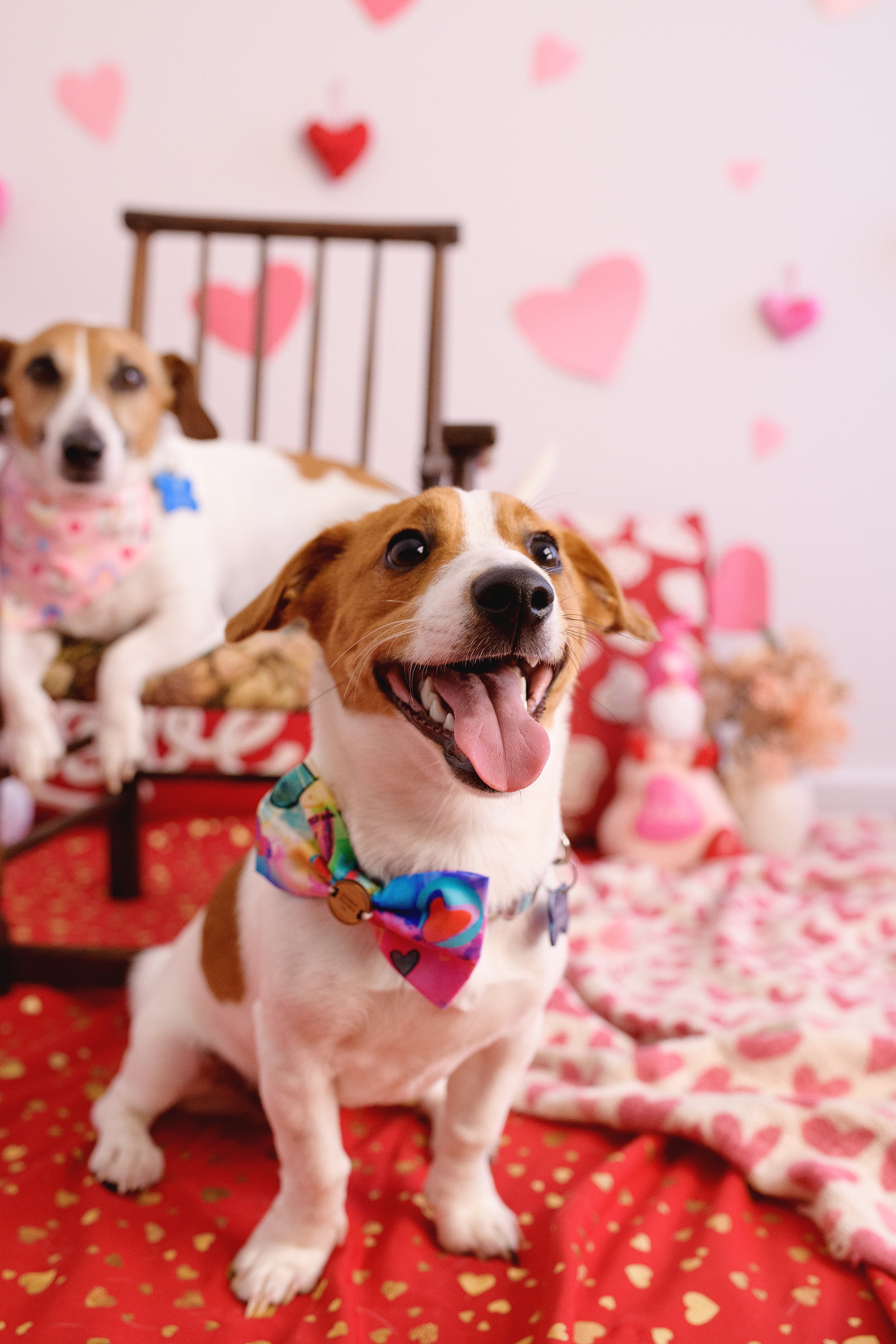 Close up of cute fox terrier wearing the over the collar Miss February Bow tie