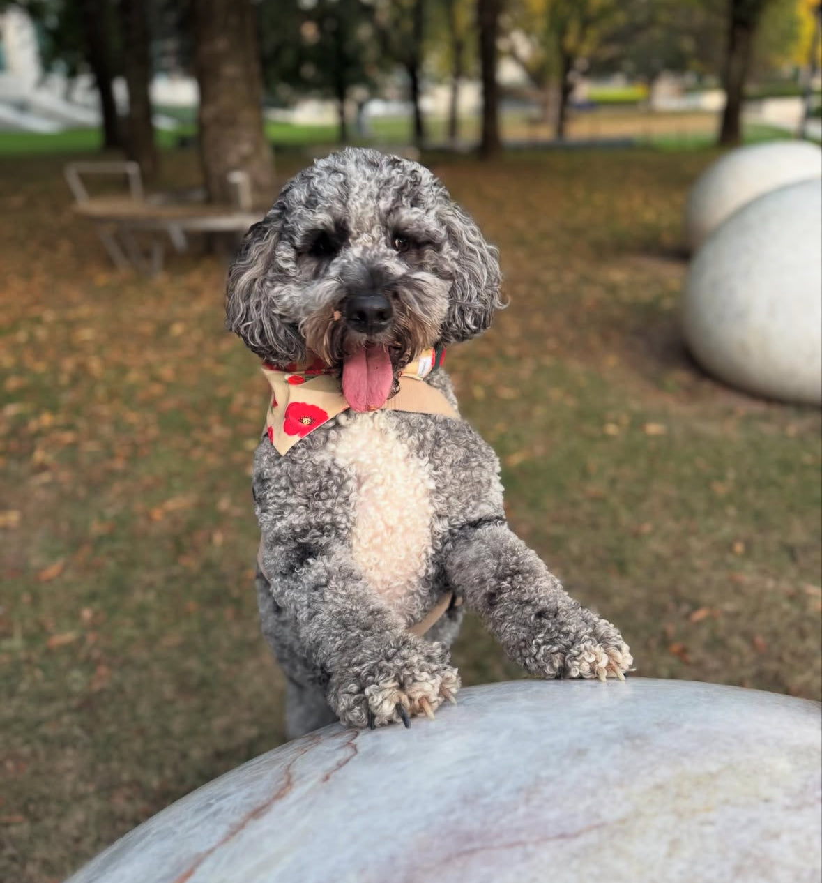 Poppy Puppy