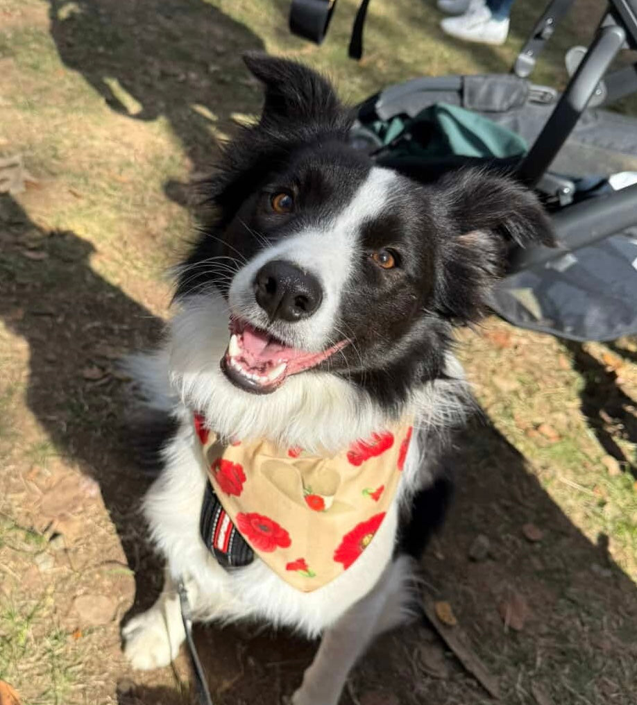 Poppy Puppy