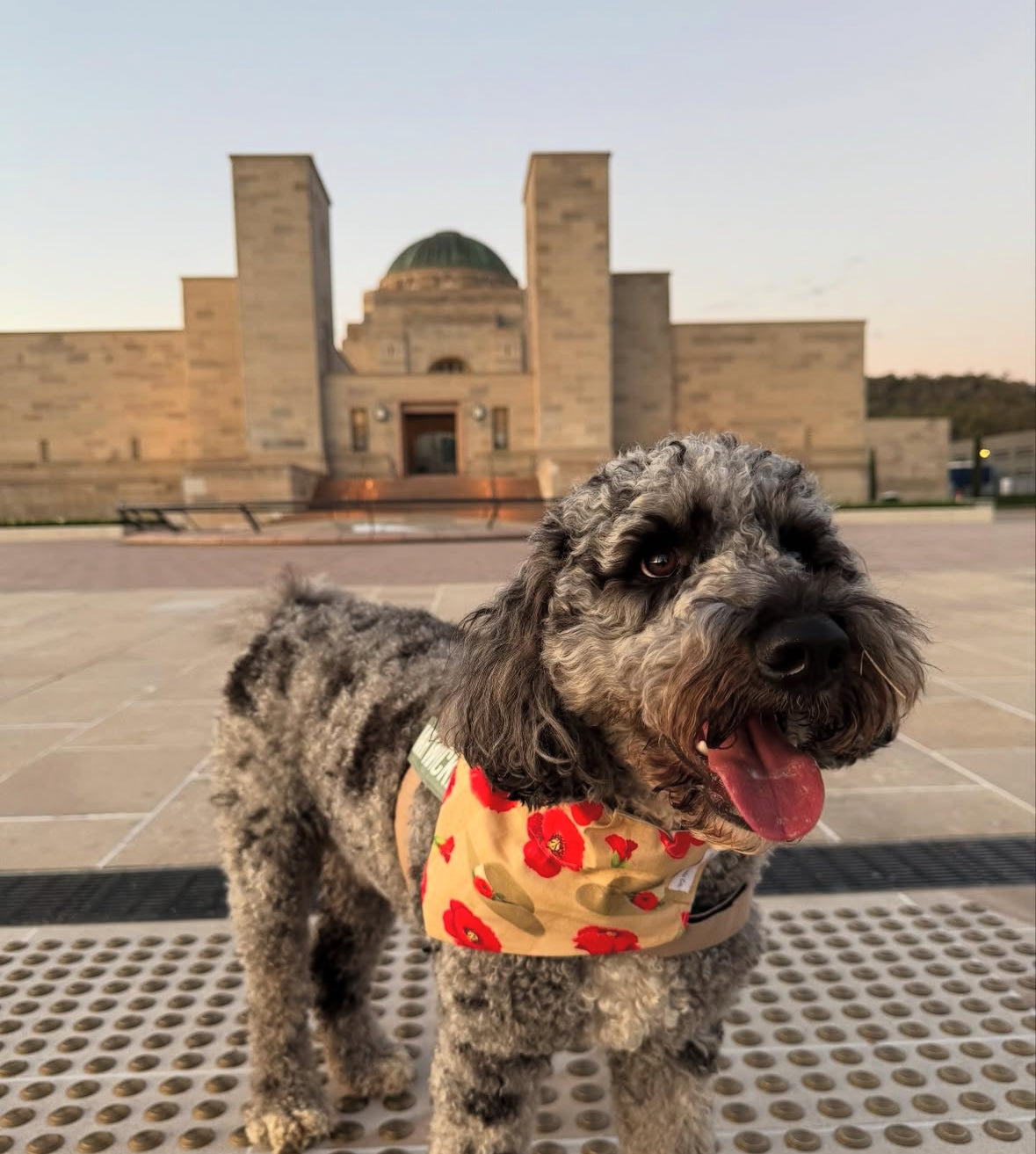 Poppy Puppy