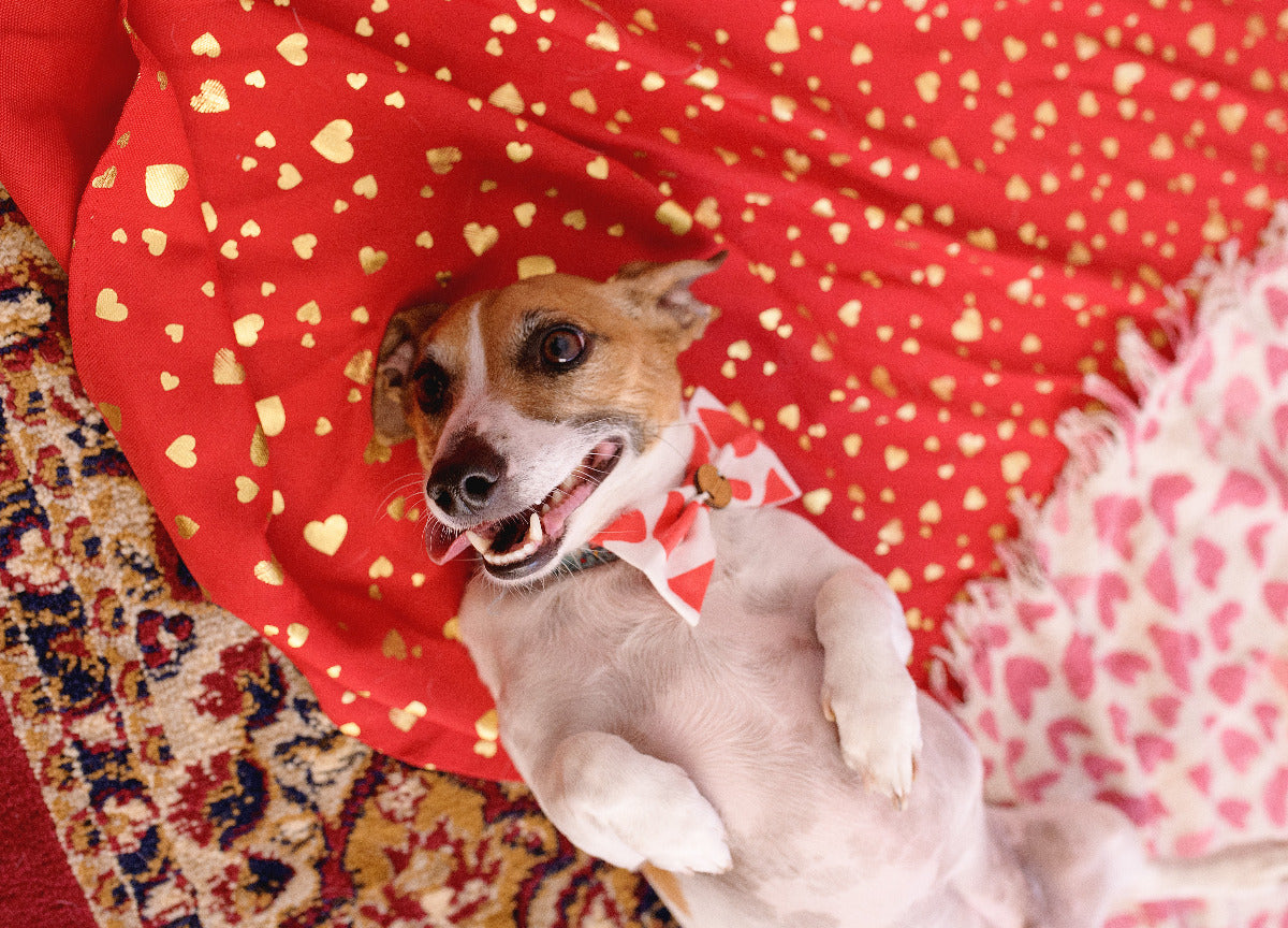 Fox Terrier lying on its back with a red and white bow tie